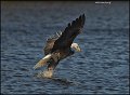 _1SB8604 bald eagle catching fish
